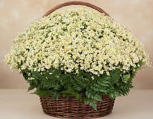 Цветочная композиция из Ромашки в корзине #REPLACE_PRED# Пестрецы